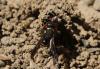 Odynerus sp.